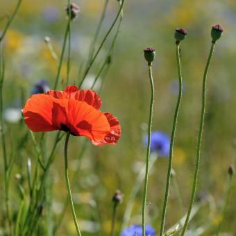 Poppy